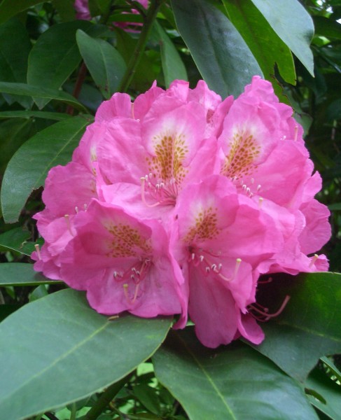 Rhododendron: