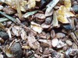 Granule(mix)